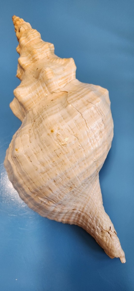 Giant XL Natural HORSE CONCH Shell Huge Seashell 15