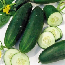 Straight Eight Cucumber Seeds 50+ Vegetable Garden NON-GMO USA FREE SHIPPING