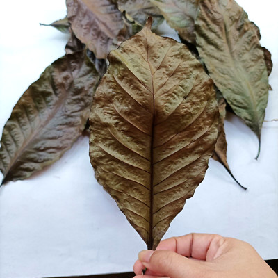 55+ DRIED COFFEE LEAVES Herbal Tea Organic 100% Pure New
