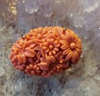Vintage Faux Coral Flower Pin Brooch