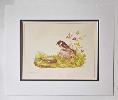 SMITH Stone Chat - Bird Illustration, 1985 Book Plate Reproduction