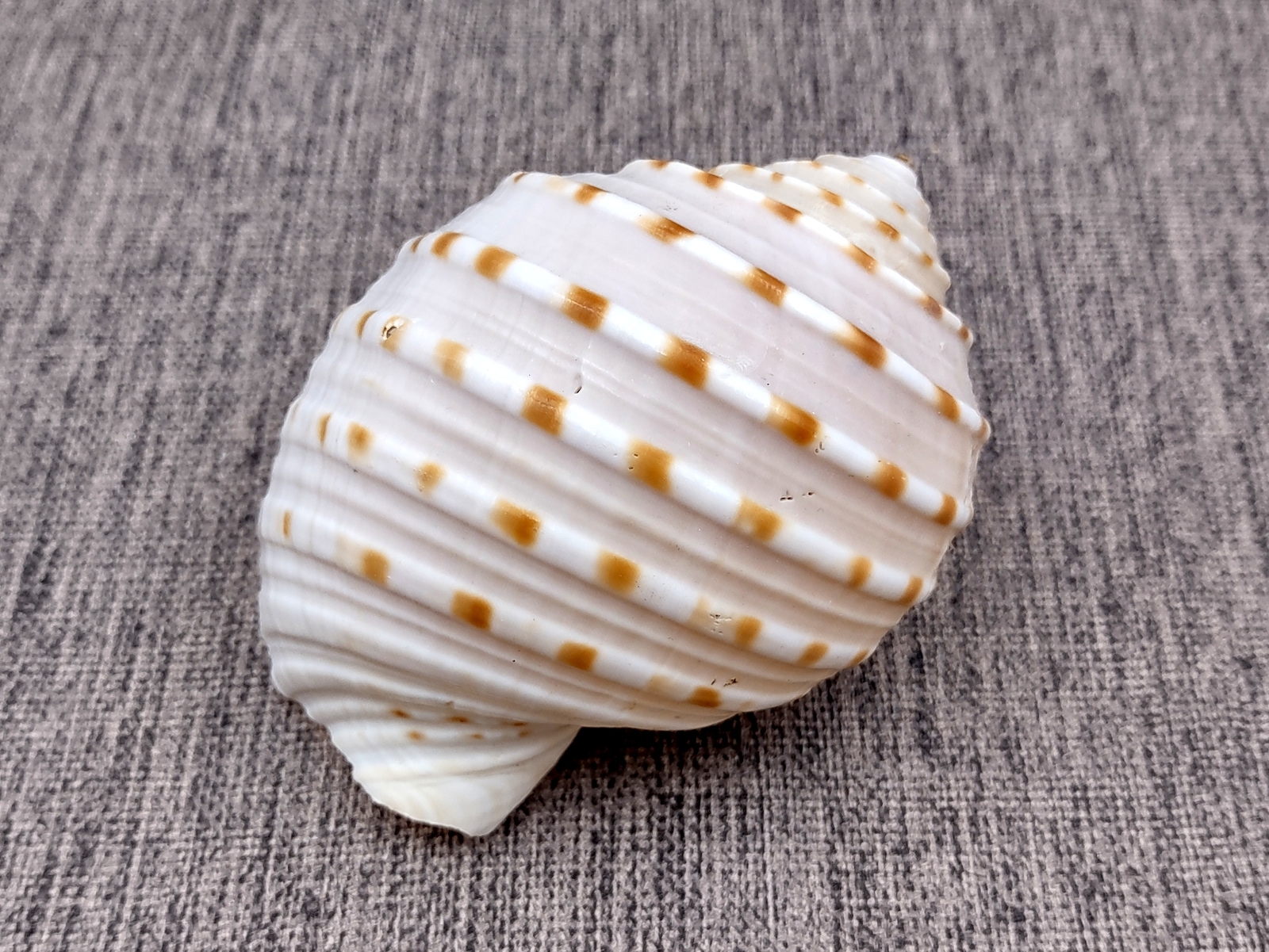 Tonna tessalata Spotted Tun Seashell 4+ in Collectible Shell