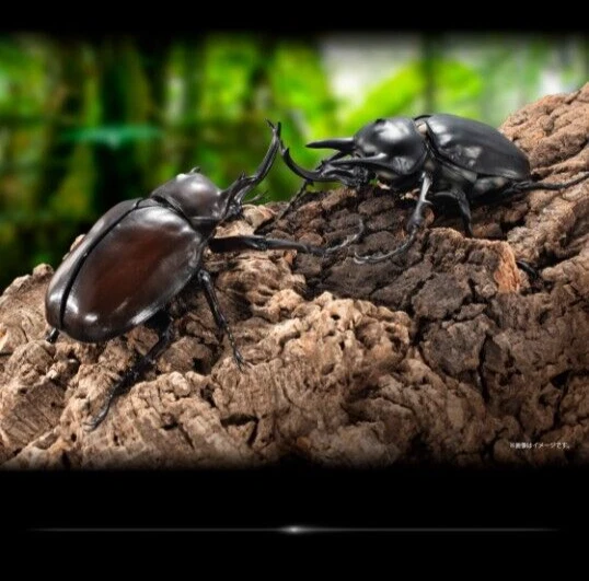 The Diversity of Life on Earth Advance Megasoma & Hercules Beetle Figure Bandai - Image 3 of 4