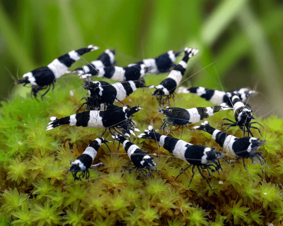 Lot de 10 Crevettes Panda Cantonensis Aquarium Poissons Plantes - Photo 1/1
