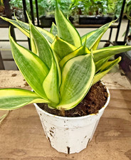 4" Golden Snake Plant Live   Sansevieria   Easy Care Indoor Houseplant