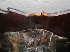 1954 Northern PIKE Head Skull Fish Taxidermy Mount Lake of the Woods Canada — photo 8