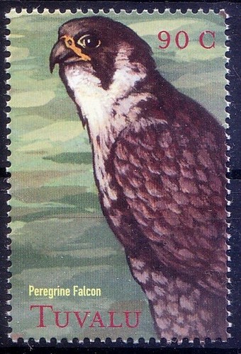 Peregrine Falcon, Duck Hawk, Birds of Prey, Tuvalu 2000 MNH