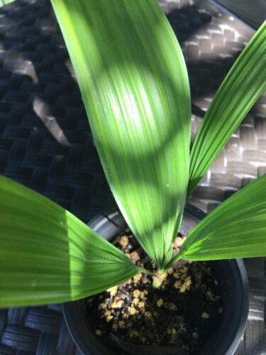 Ravenala Madagascariensis * Traveler's Palm * Madagascar Bird of Parad –  IDSeeds Farm