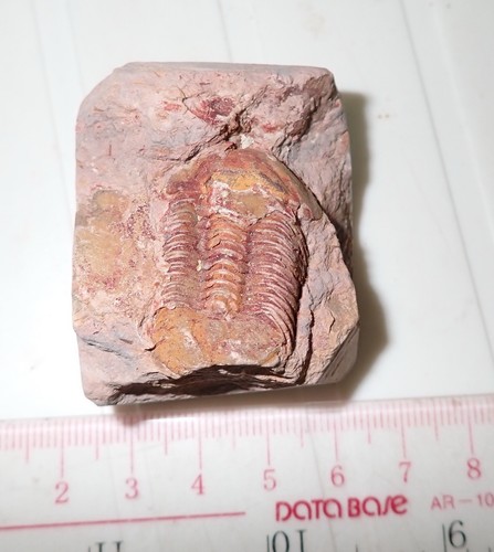 Fossil bräunlicher Trilobit Ductina vietnamica 30x19 mm 57,9 Gramm - Bild 2 von 5