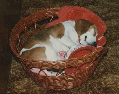 1970s Cute Adorable Pet Dog Beagle Sleeping Basket Beloved Friend Portrait