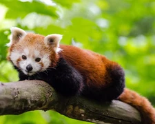 Red-Lesser Panda 4x6 Picture Celebrity Print