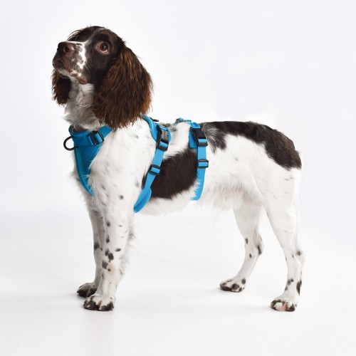 BlueGuard arnés de seguridad arnés para perros arnés antipánico a prueba de robos - Imagen 19 de 42