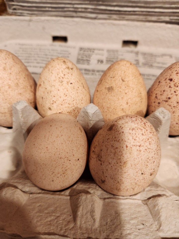 6 Fertilized Bourbon Red Turkey Hatching Eggs Ready To Ship eBay