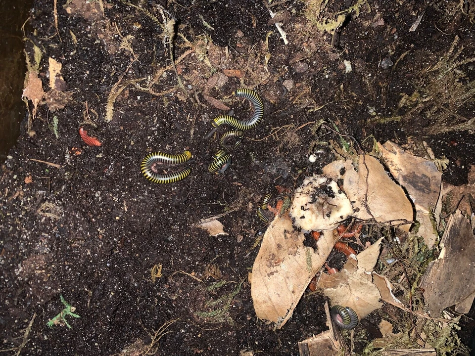 10 Live - Bumble Bee Millipedes equipe de limpeza bioativa (alimentadores) - Imagem 3 de 4