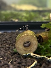 5  1 Black Galaxy Fishbone Pinto Shrimp Caridina Shrimp Live Guarantee.