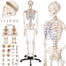 Skelettmodell Knochenstativ PVC Standfu&szlig; Rollen 181 cm Anatomie Poster Display