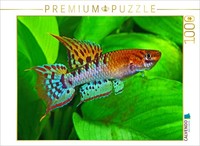 Calvendo Puzzle Chromaphyosemion Bivittatum, Nigeria | 1000 Pieces, Finished Siz