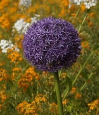 Großer Kugel-Lauch Blumenzwiebeln Zierlauch allium Pflanzen große Kugelblüten ..