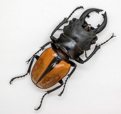 Lucanidae - Stag Beetle - Odontolabis ludekingi (m) 70mm
