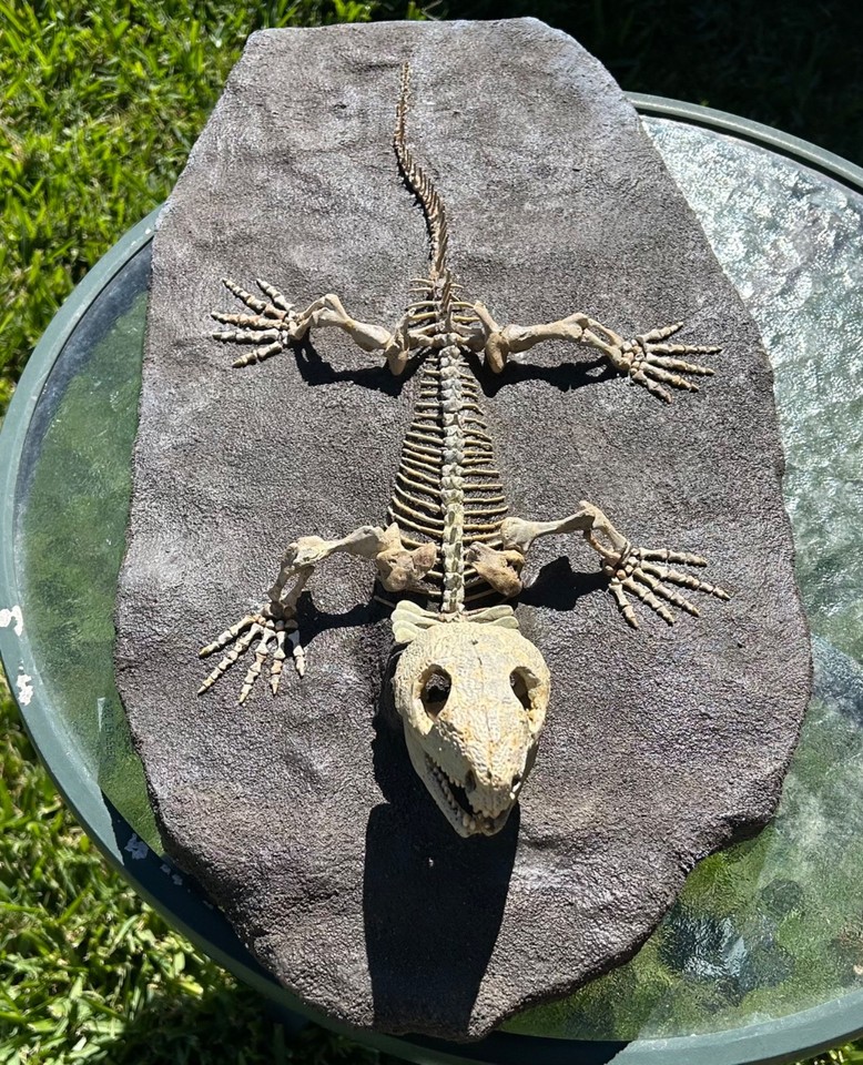 Labidosaurus Permian Reptile Skeleton Fossil Oklahoma Dinosaur Bones ...