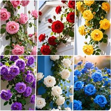 300 Climbing Rose Bush Seeds for Planting Outdoors-Perennial Flowering red