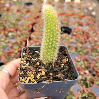Monkey Tail Cactus Hildewintera colademononis Succulent Plant 2