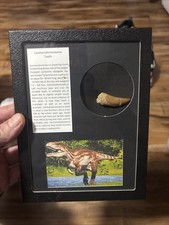 Carcharodontosaurus 1.5” Theropod Dinosaur Tooth Fossil