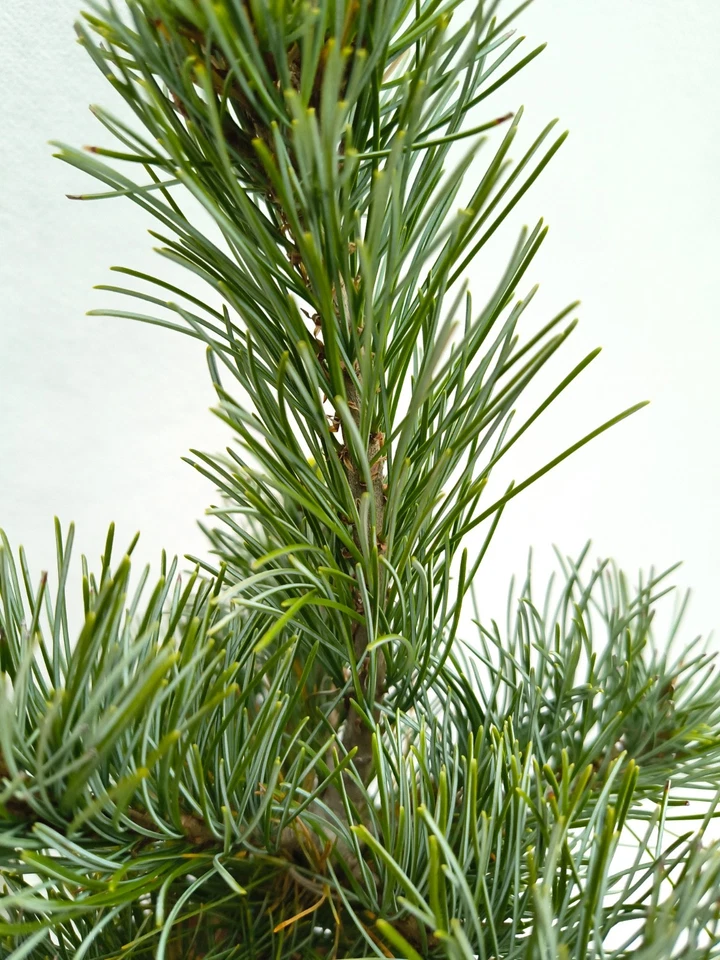 Pinus parviflora Negishi 45–55 cm Japanische Mädchenkiefer Bonsai winterhart - Bild 3 von 4