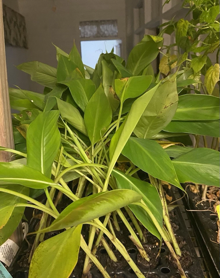 Kokopo "Patupi" Banana (M. acuminata)-1 TC Plant Plug -3-6in-Short Cycle Edible! - Image 2 of 3