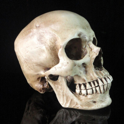 Lifesize 1:1 Human Skull Resin Model Anatomical Teaching Skeleton