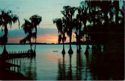 Vintage Postcard Cypress Gardens Florida Tree Silhouette Sunset Scenic View