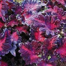 50+ SEMILLAS DE FLORES AMOROSAS CON SOMBRA DRAGÓN NEGRO COLEUS / ANUAL DE LARGA DURACIÓN
