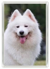 SAMOYED DOG FRIDGE MAGNET GREAT GIFT