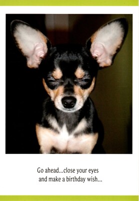 Funny Happy Birthday Chihuahua Close Eyes Make A Wish Hallmark
