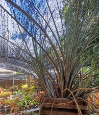 BUY 4 SAVE 15 Bromeliad Tillandsia '  smalliana Large Form ' Offset Air Plant