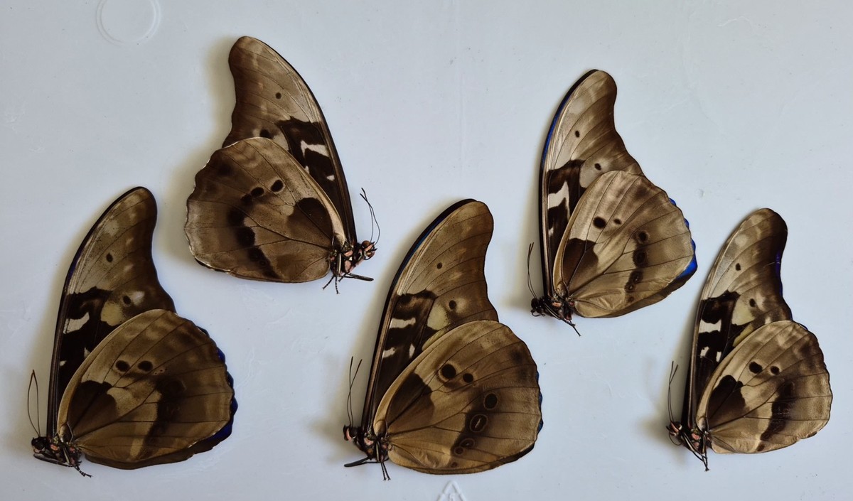 Peru産 Morpho Rhetenor Cacica 124mm Rhetenor Blue Morpho Butterfly