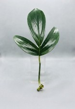 Dragon Tail (Unrooted Cutting) | Rhaphidiphora decursiva |Rare  Indoor