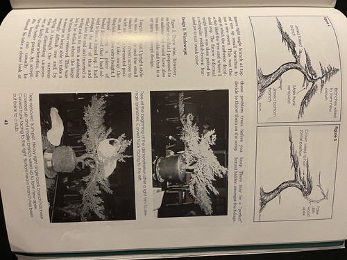 BONSAI MAGAZINE July/Aug 1995 Bonsai Clubs International - Picture 6 of 6