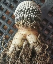 2 pezzi rara pianta succulenta Mammillaria luethyi casuale autoradicata 1-2 cm