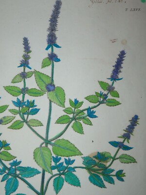 Dessin 1860 Fleur Fleurs Crayon Plante Art Nouveau Herbier Ancien XIXe
