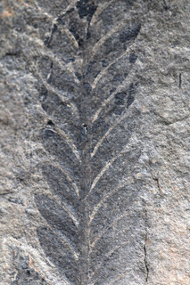 Fougère fossile genre Odontopteris du Permien inférieur de République Tchèque