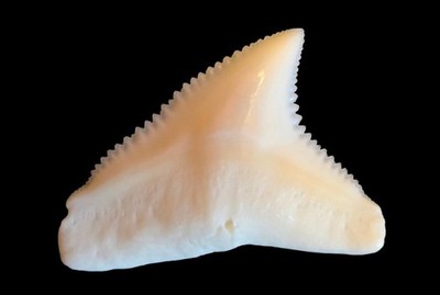 Modern Dusky Shark (Carcharhinus Obscurus) Tooth