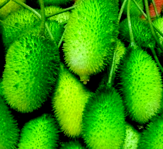 Spine Gourd Seeds Desi Kakrol Kantola Seed For Indian Vegetable ( 100