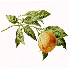 Mandarin Branch W. Hekking Citrus Tile Mural Kitchen Backsplash Marble Ceramic