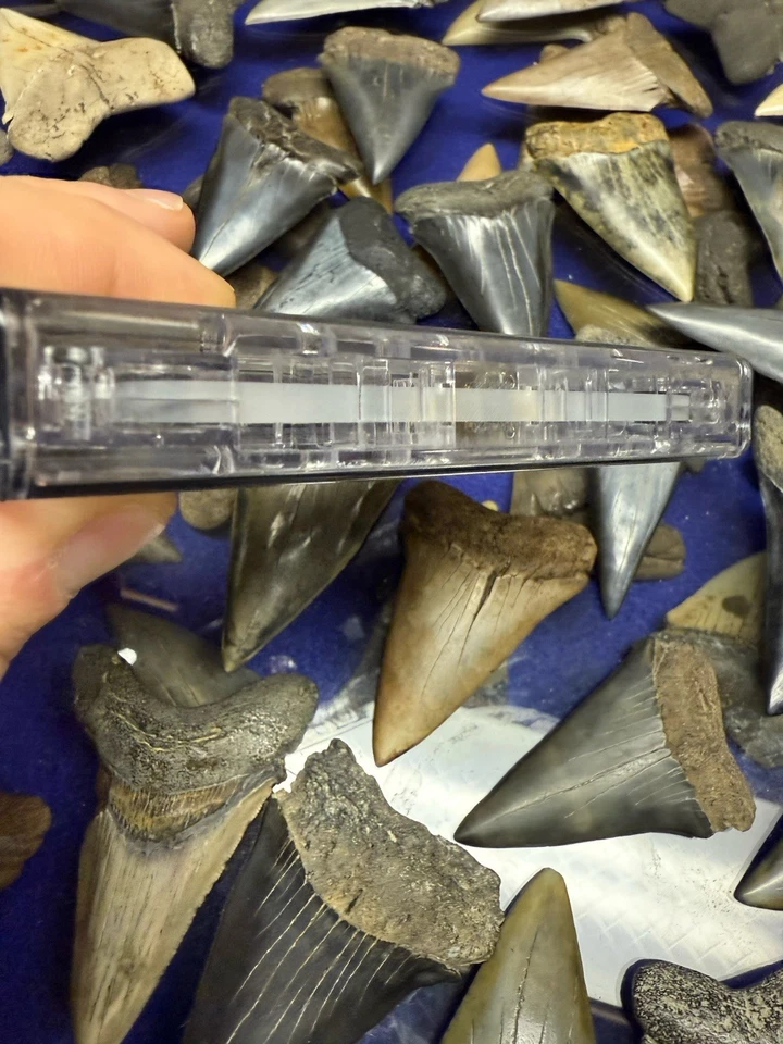 1998 PROMO ADVANCE ALL OUT WAR FOR THOSE WHO WERE CRUCIFIED DENO HARDCORE - Image 4 of 4