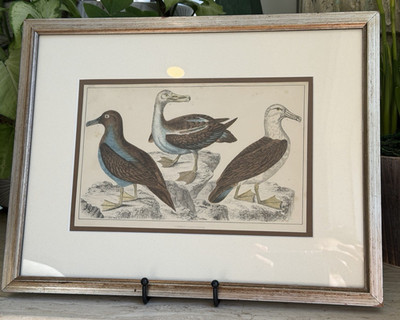 Framed 1847 Antique Hand Colored Print of Common, Sooty & Black-eyed Albatross