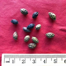 XYP Yadanzi Ya Dan Zi  鸦胆子 100Gram