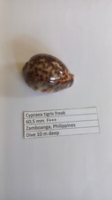 Cypraea  tigris  freak 60,5 mm  F+++