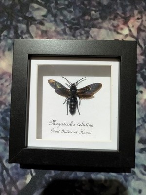 Giant Iridescent Hornet Female (Megascolia velutina) Entomology  Frame Taxidermy