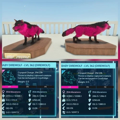 NEW TOP DIREWOLF PLAYBOY PAIR BABY ASCENDED PVE PC/XBOX/PS5